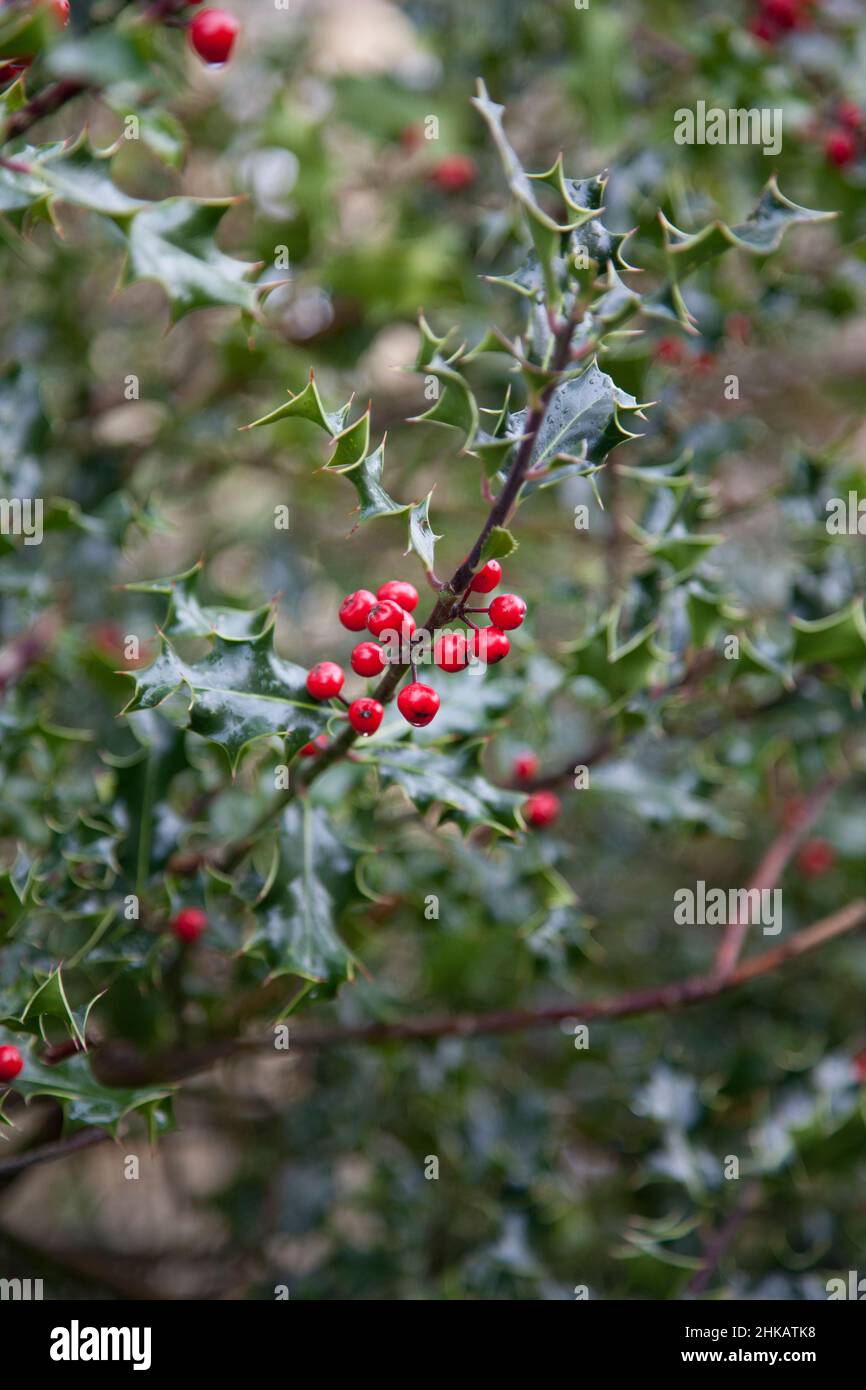 Close up of a sprig of Common Holly, showing green, glossy, pointed leaves and bright red berries often used on Christmas cards, wreaths and garlands Stock Photo