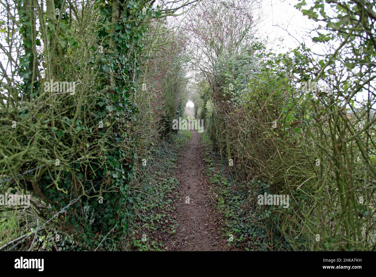 Narrow, single dirt track running between two fields with plants and vegetation to each side, taken in Winter Stock Photo
