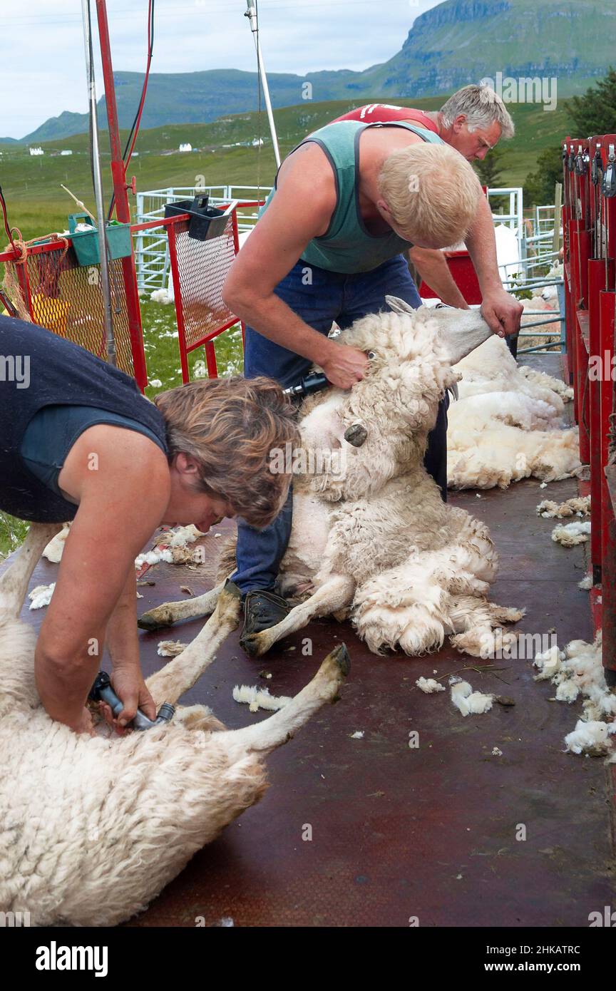 Shearing sheep during July on the Isle of Skye in the Highlands of Scotland, Inner Hebridies, Scotland, UK Stock Photo