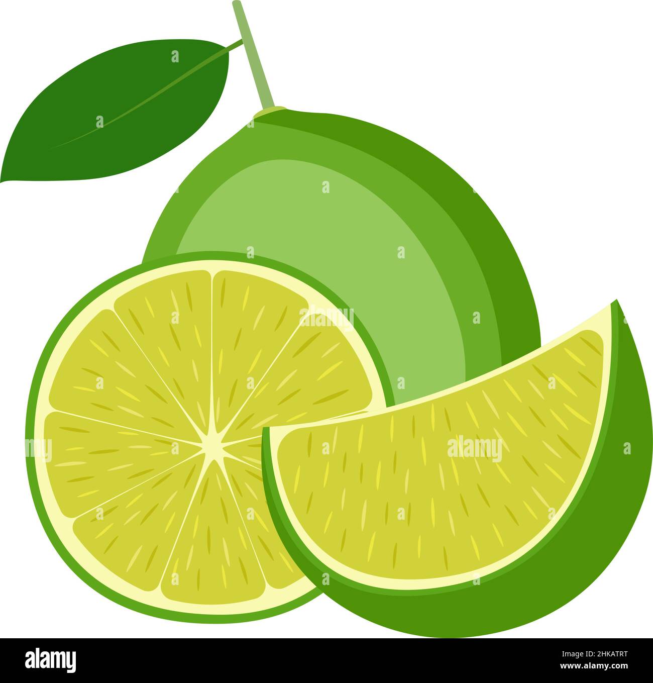 Lime, whole fruit, half and slice, on white background, vector illustration Stock Vector Image