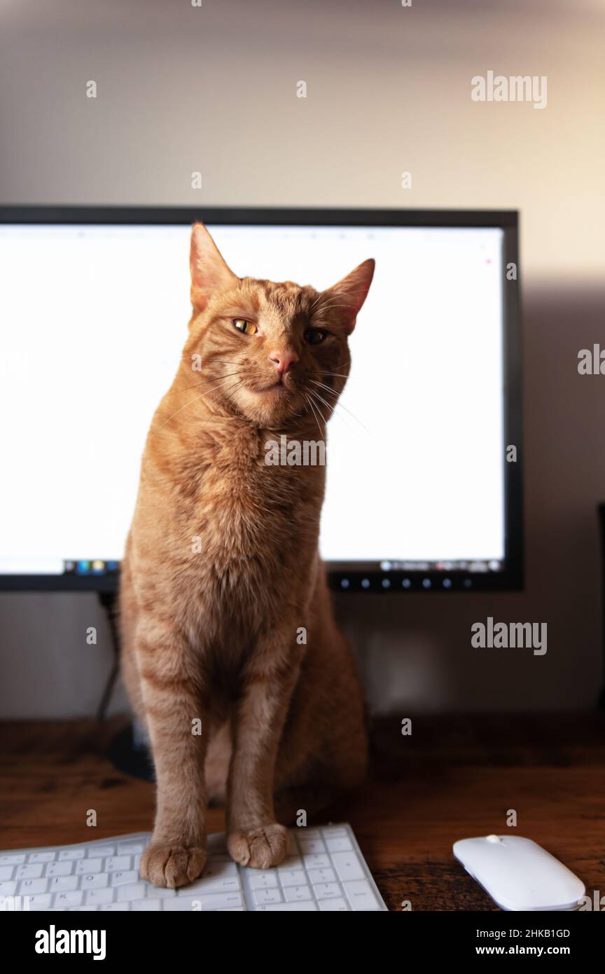 Cute ginger cat sleeps on the bed Stock Photo - Alamy