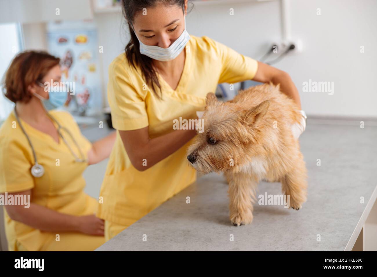 Young female veterinarian taking care of dog in clinic Stock Photo