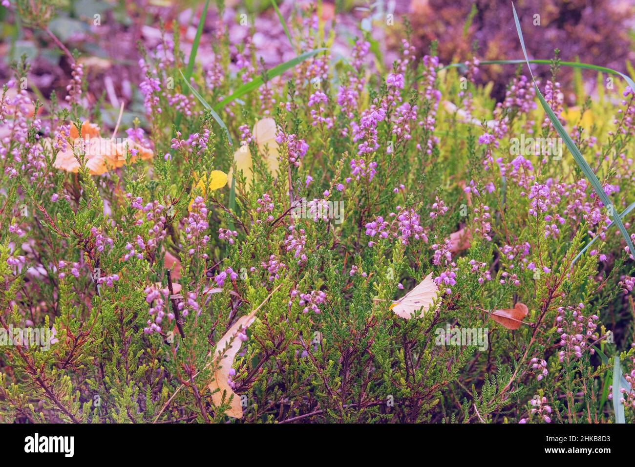 Heath is grows abundantly on moorland and heathland. Purple-flowered heather is growing in rustic garden. Close up. Stock Photo