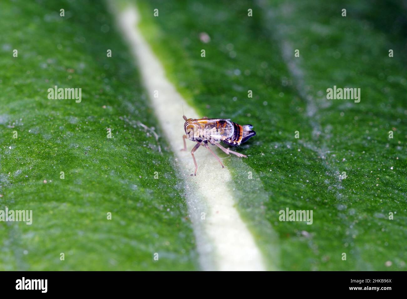 Male of Dicranotropis hamata is a planthopper from the family Delphacidae on leaf. Stock Photo