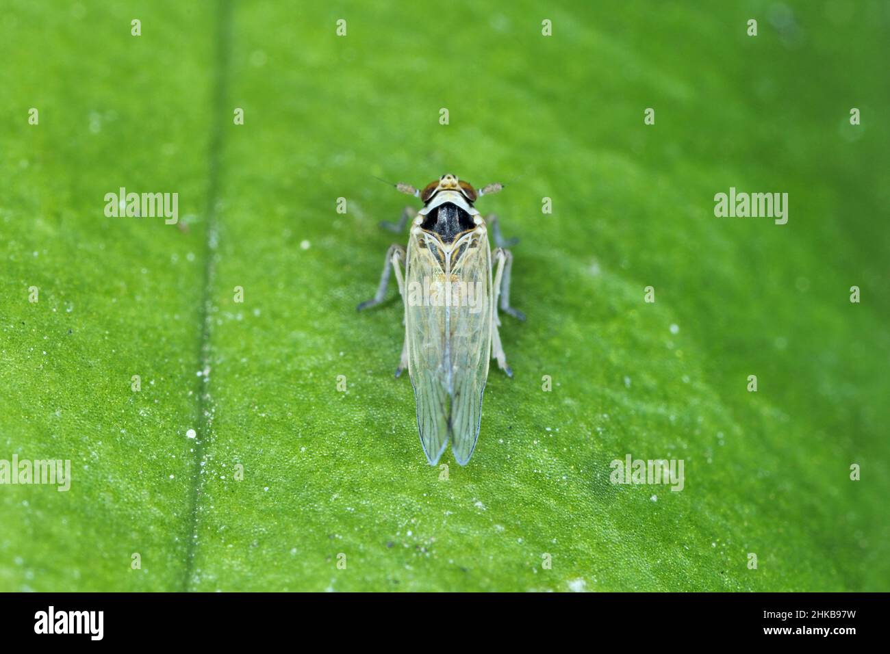 Male of Javesella pellucida is a planthopper from the family Delphacidae on leaf. Stock Photo