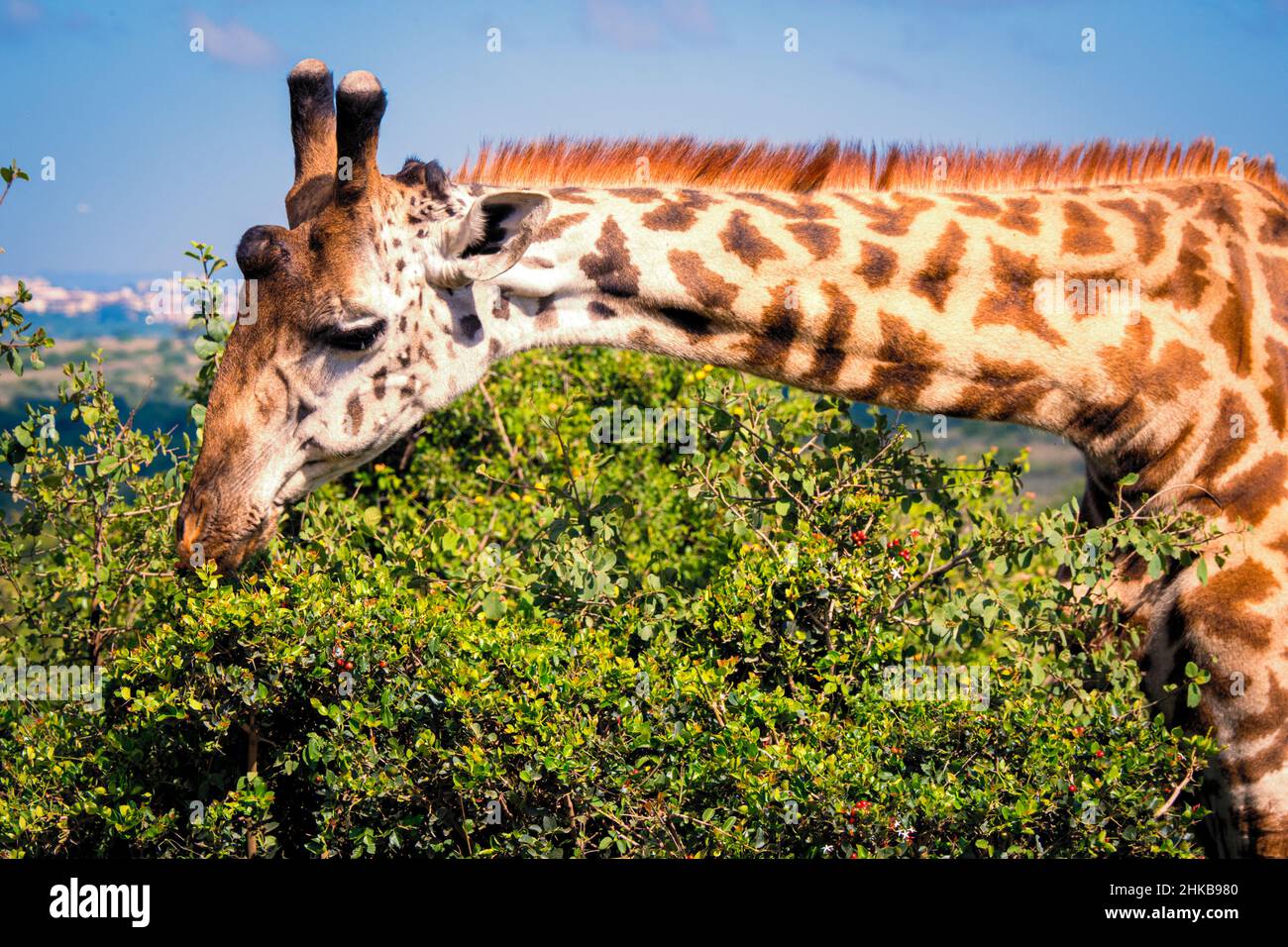 Close-up view of a Masai giraffe eating from a whistling thorn acacia in the savannah of the Nairobi National Park near Nairobi, Kenya Stock Photo