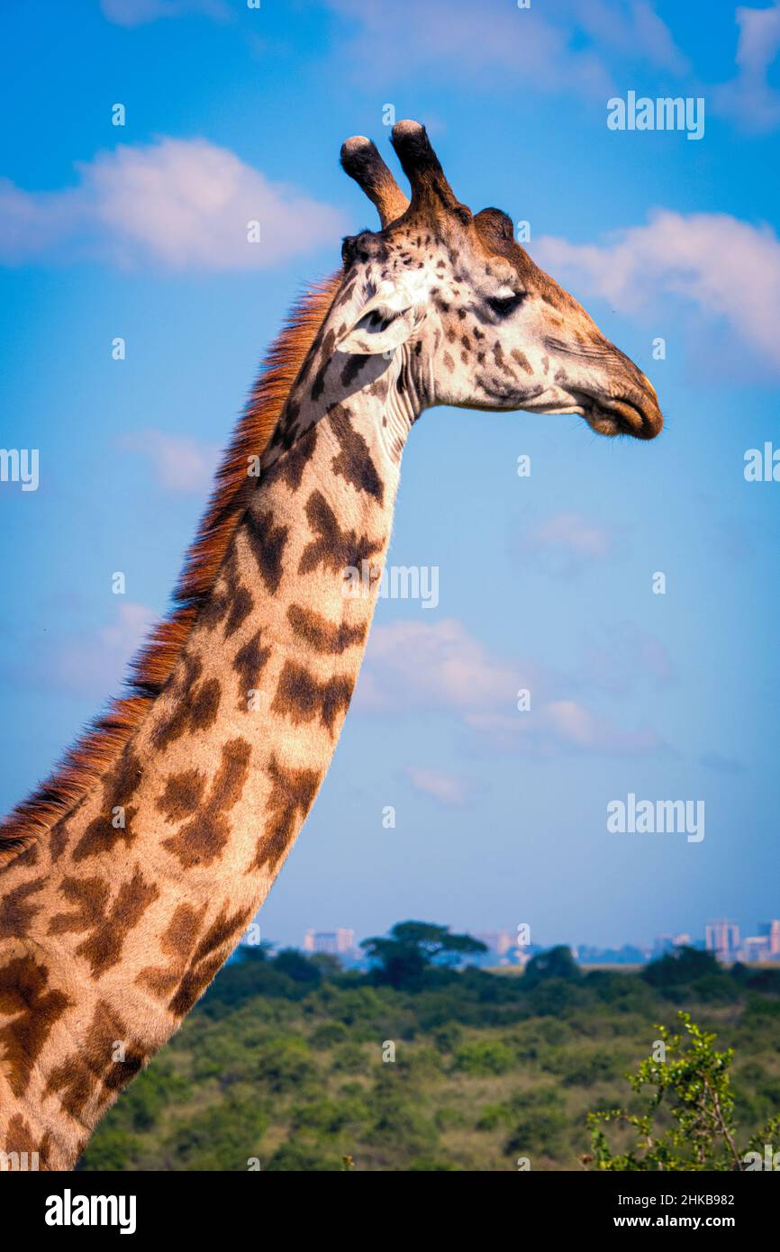 Close-up view of the neck and head of a Masai giraffe with it's distinctive spotted coat pattern, Nairobi National Park near Nairobi, Kenya Stock Photo