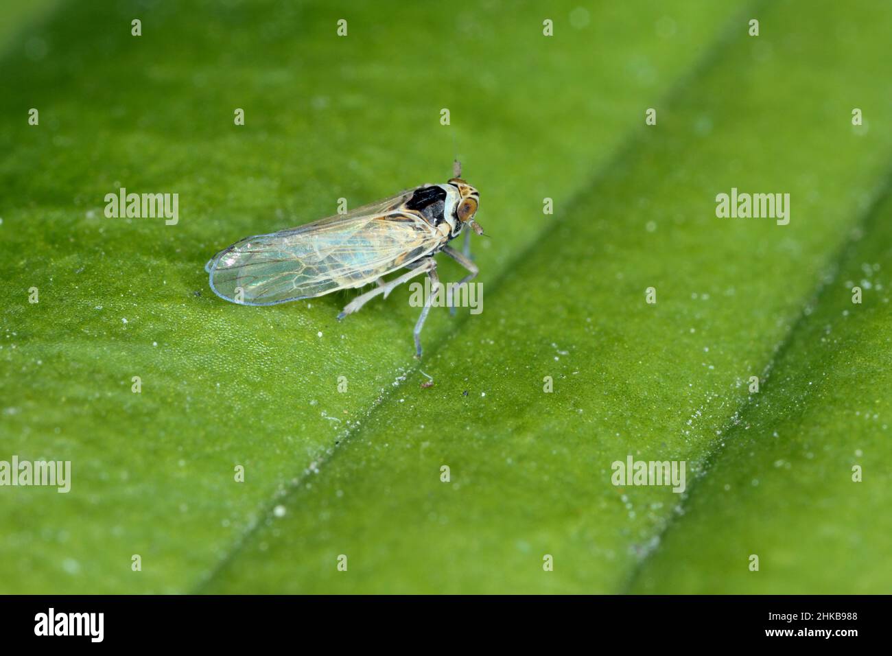 Male of Javesella pellucida is a planthopper from the family Delphacidae on leaf. Stock Photo