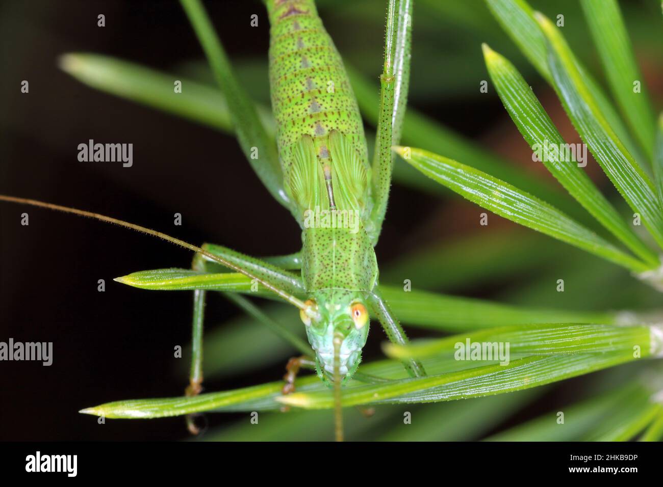 Larva of a grasshopper on a plant. A close-up of the wing appendages. Stock Photo