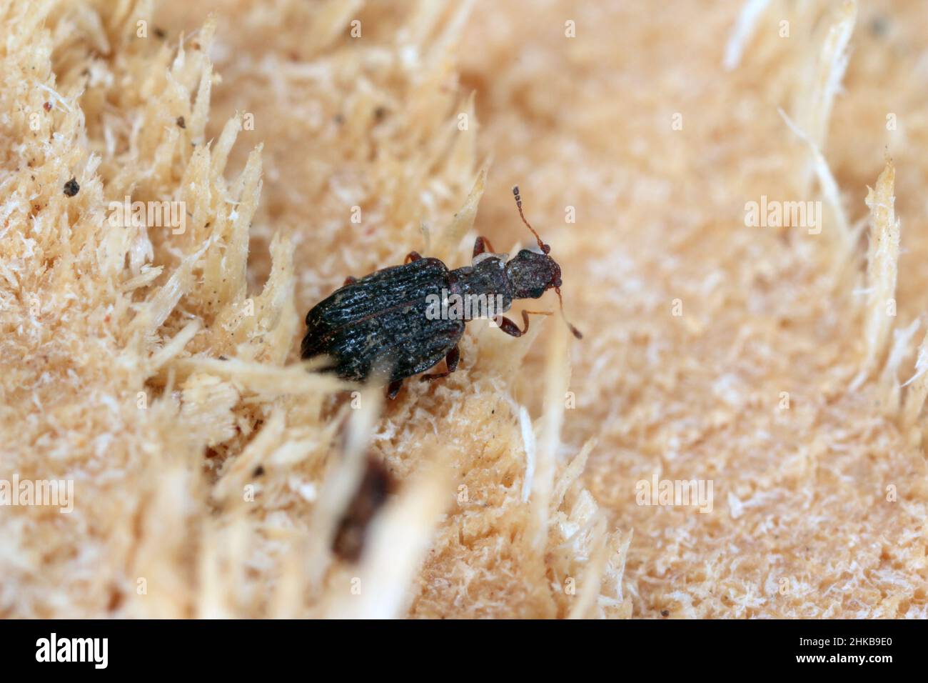 Cartodere nodifer - tiny beetle, about 2mm in the leaf litter. Species of minute brown scavenger beetles native to Australia and New Zealand. Stock Photo