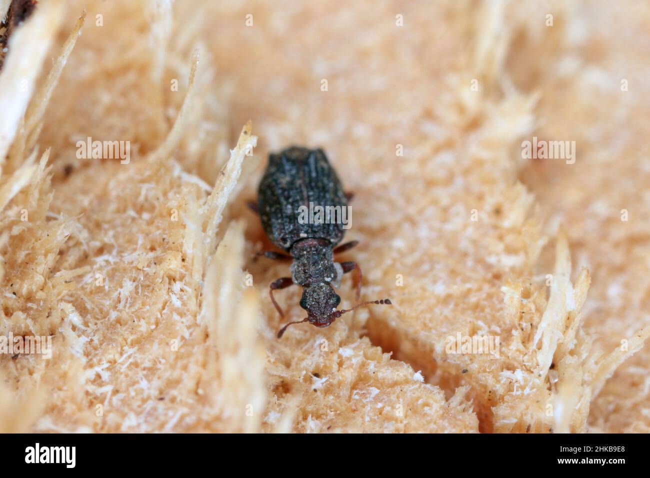 Cartodere nodifer - tiny beetle, about 2mm in the leaf litter. Species of minute brown scavenger beetles native to Australia and New Zealand. Stock Photo