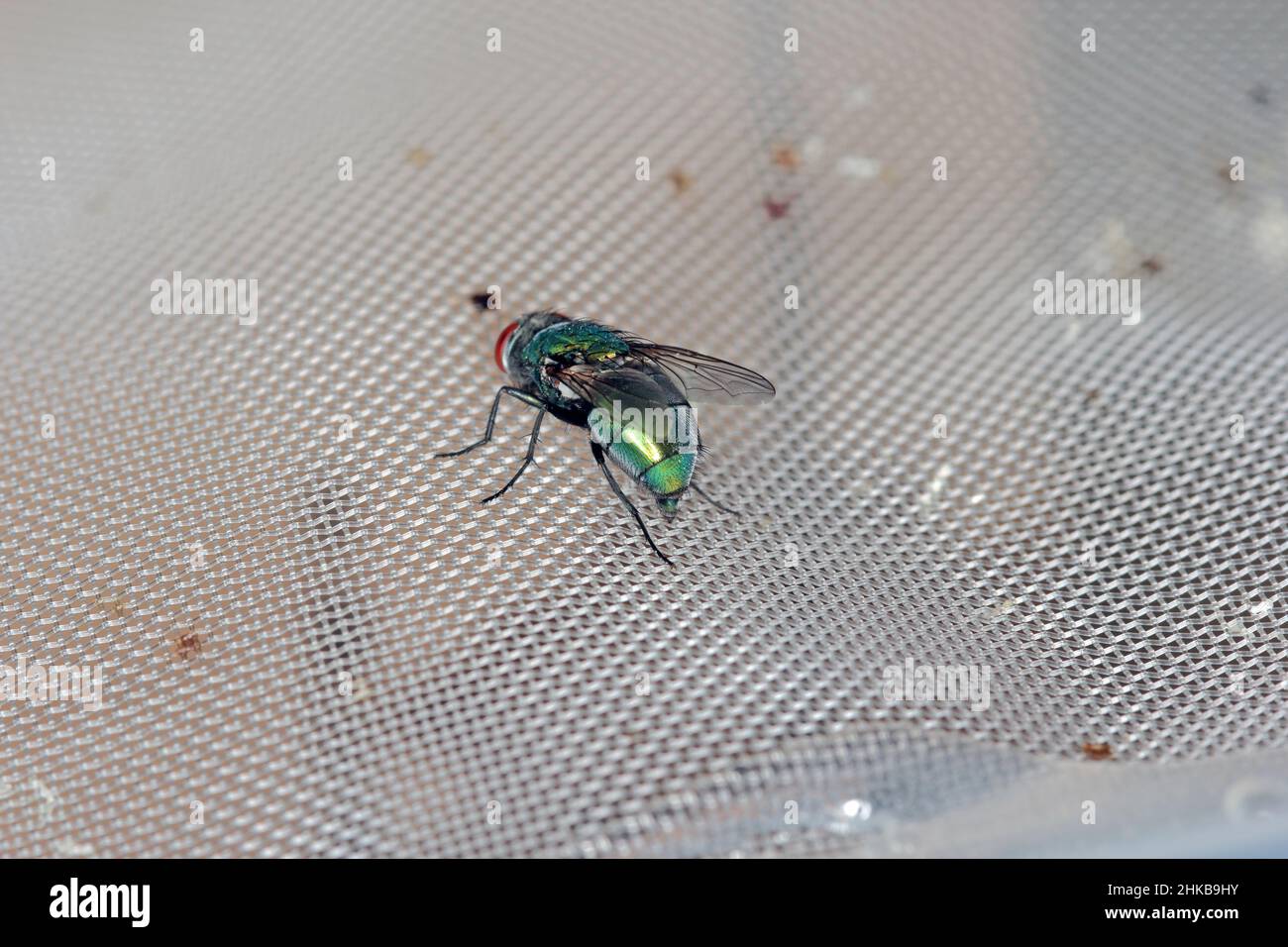Fly Lucilia caesar common greenbottle blowfly Diptera in close up view while laying eggs. Stock Photo