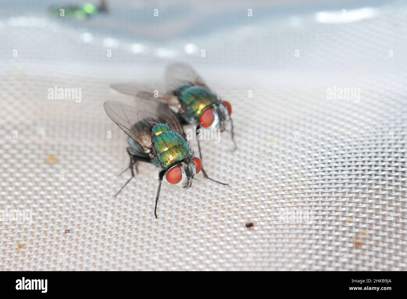 Fly Lucilia caesar common greenbottle blowfly Diptera in close up view while laying eggs. Stock Photo