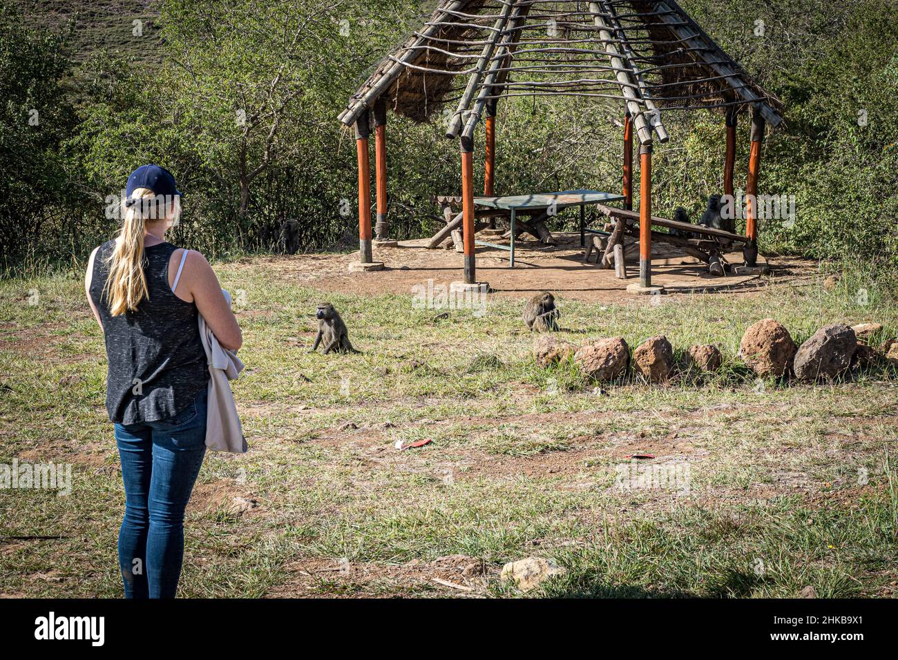 Speechless tourist girl look at the group of anubis baboons that chased her away from her picnic site in the Nairobi National Park, Nairobi, Kenya Stock Photo