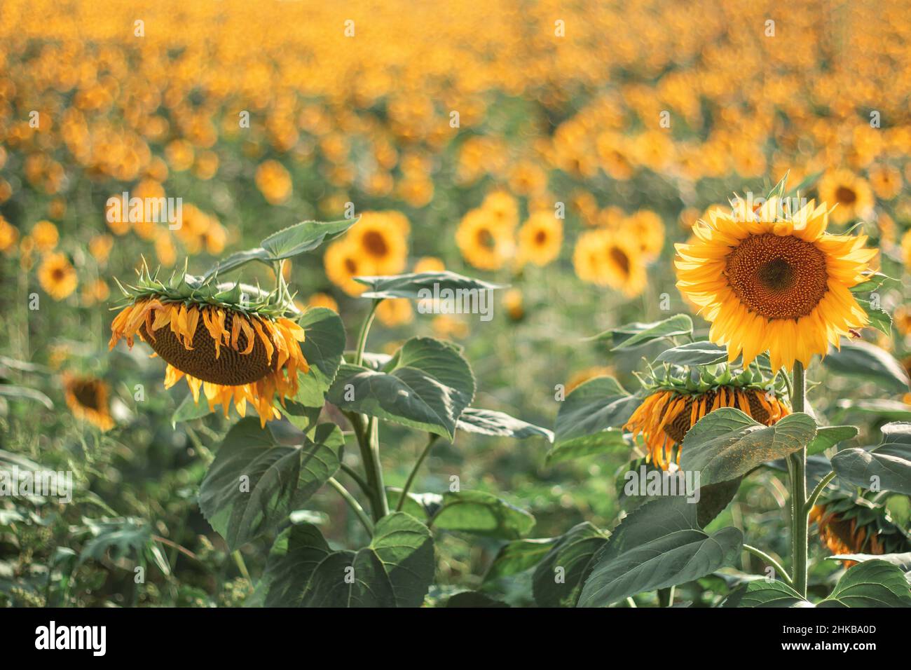 Sunflowers in the agricultural field. Yellow blooming sunflowers in