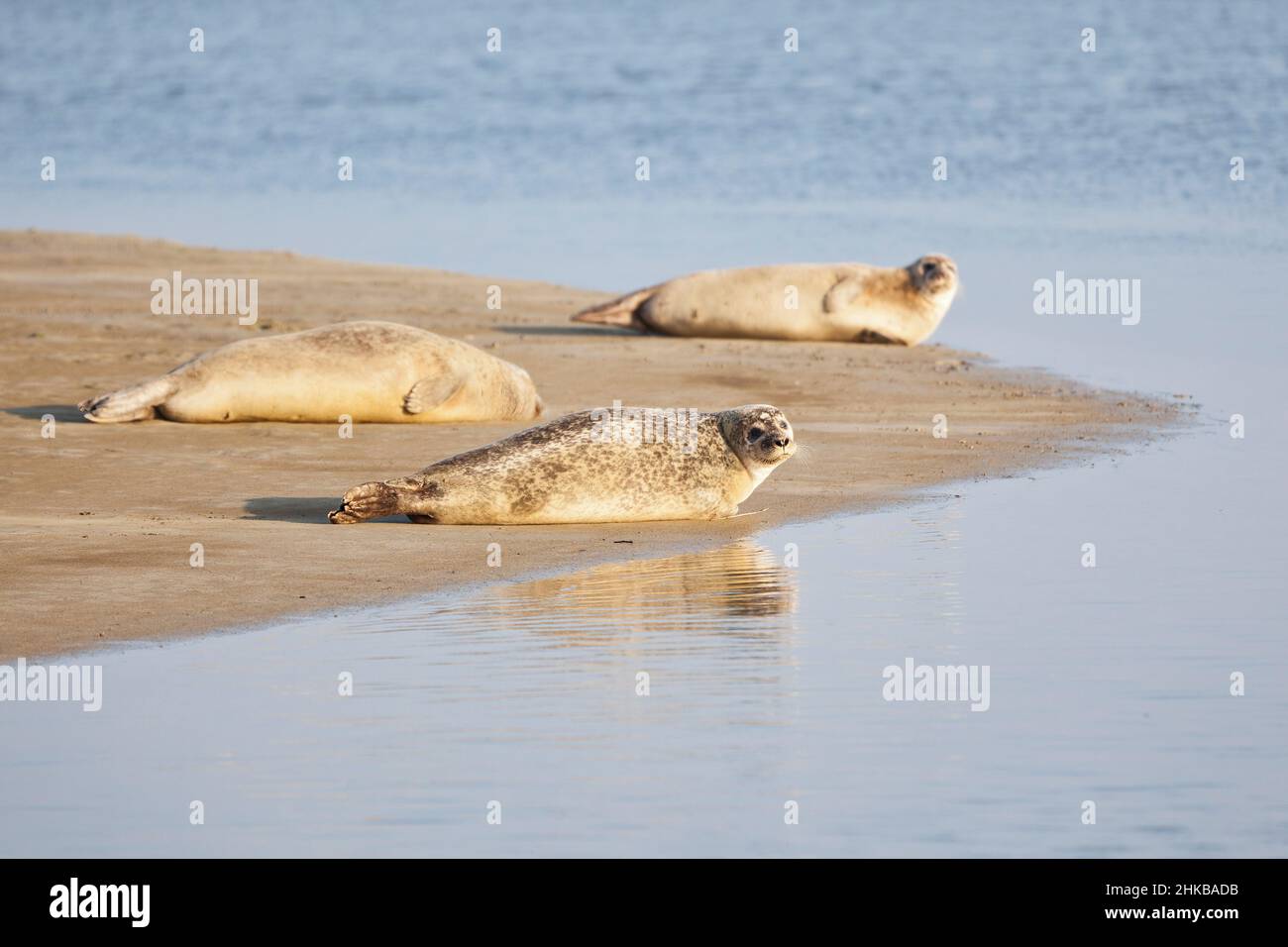 Seals on sandbank, Bay of Cotentin Peninsula, Manche Normandy France Stock Photo