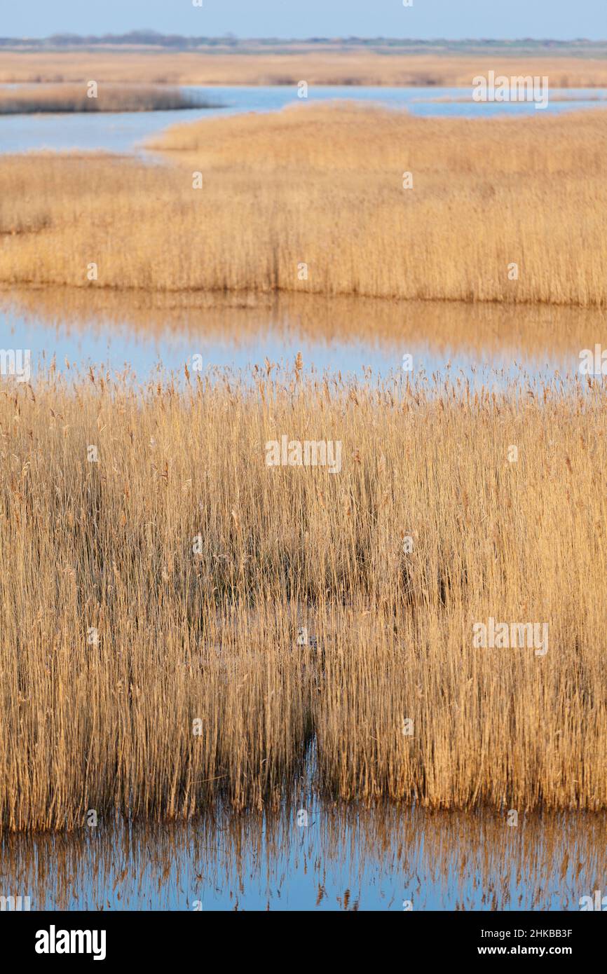 Swamp and salt marshes - Reed lake in Nature reserve Domaine de Beauguillot. Cotentin, Normandy Stock Photo