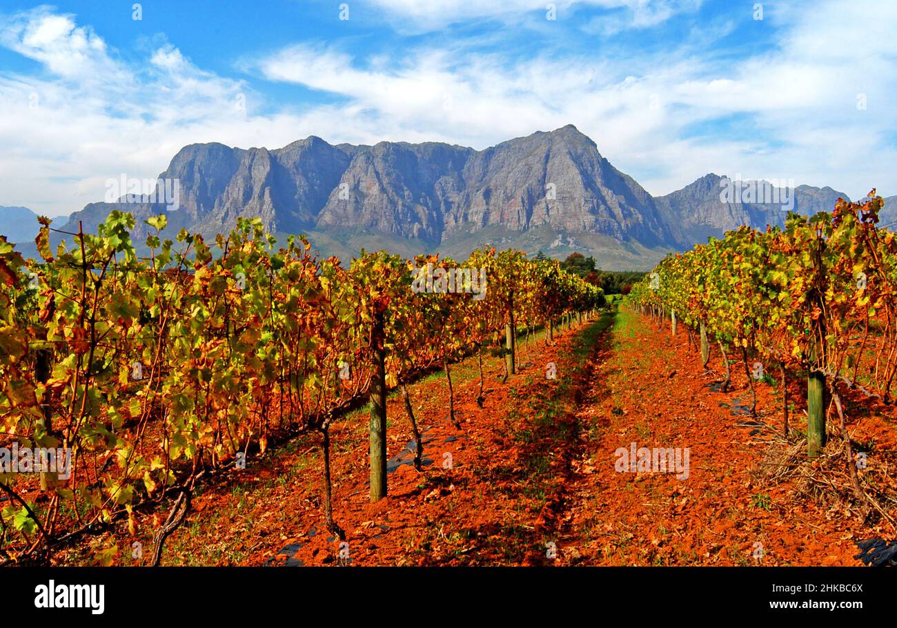 Vineyards with Helderberg in the background , Stellenbosch , South Africa Stock Photo