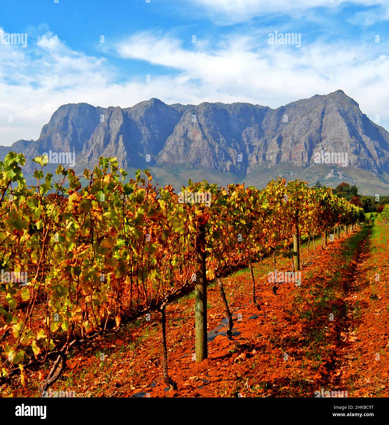 Vineyards with Helderberg in the background , Stellenbosch , South Africa Stock Photo