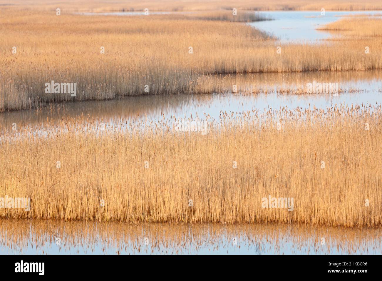Swamp and salt marshes - Reed lake in Nature reserve Domaine de Beauguillot. Cotentin, Normandy Stock Photo
