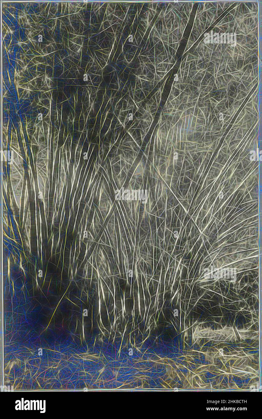 Inspired by Bamboo on Tourtonne, Tall bamboo bushes growing on the Tourtonne plantation. Part of the photo album Souvenir de Voyage (part 1), about the life of the Doijer family in and around the plantation Ma Retraite in Suriname in the years 1906-1913., Hendrik Doijer, Suriname, 1906 - 1913, Reimagined by Artotop. Classic art reinvented with a modern twist. Design of warm cheerful glowing of brightness and light ray radiance. Photography inspired by surrealism and futurism, embracing dynamic energy of modern technology, movement, speed and revolutionize culture Stock Photo