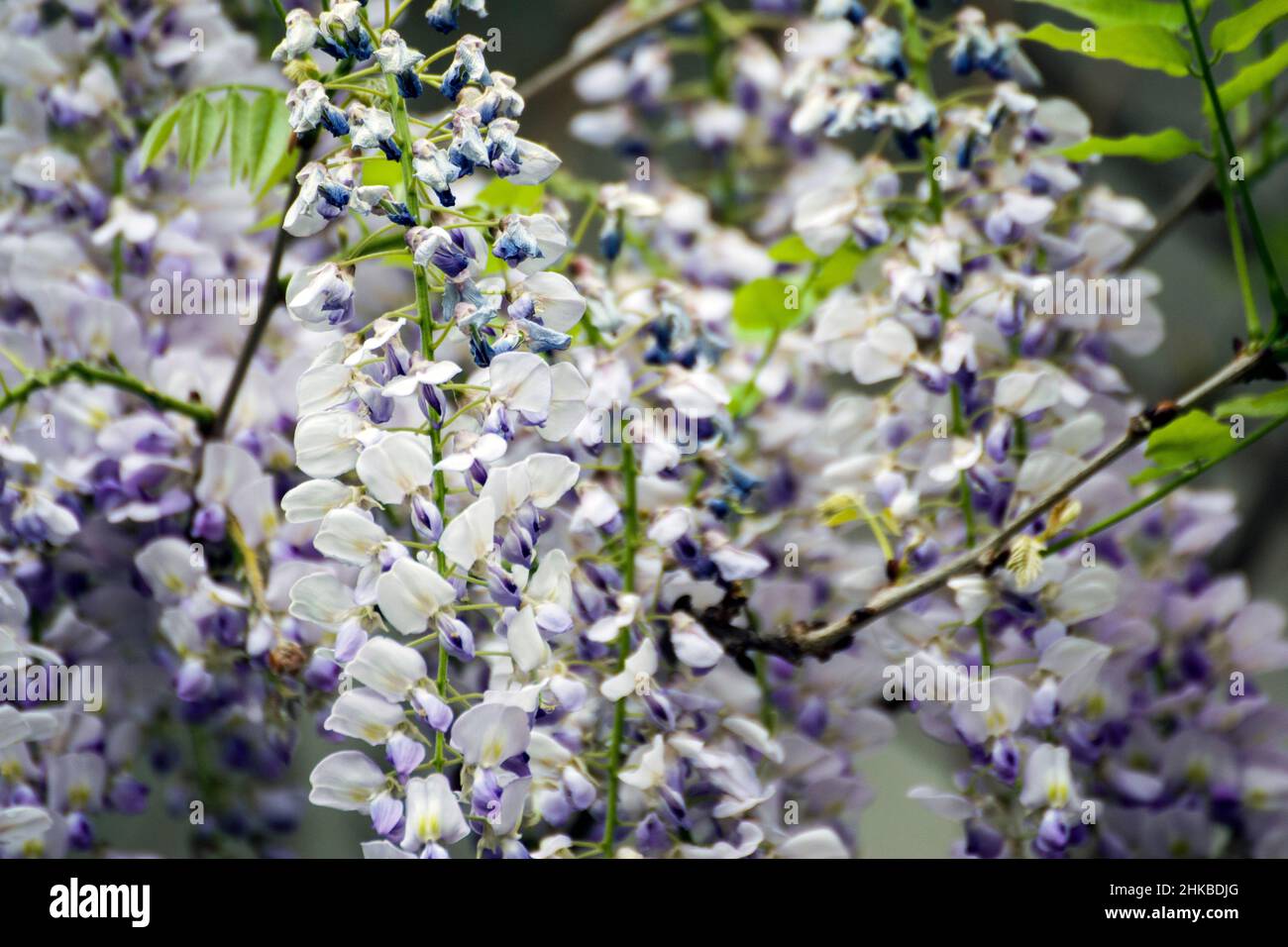 Purple wisteria, a climbing ornamental shrub with hanging clusters of
