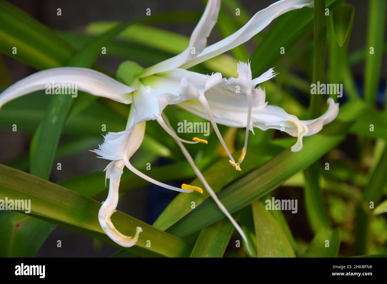 white nerine flower Stock Photo