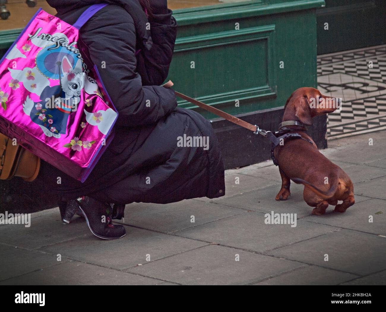 A Wiener dog with its owner in Brighton Stock Photo