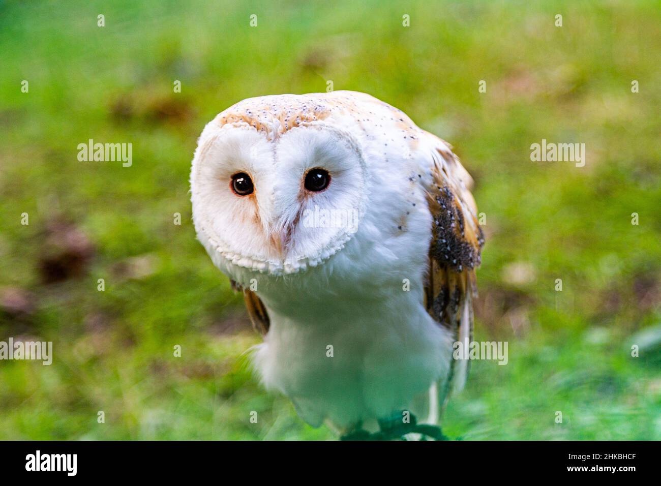 A beautiful close of a British Barn Owl Stock Photo