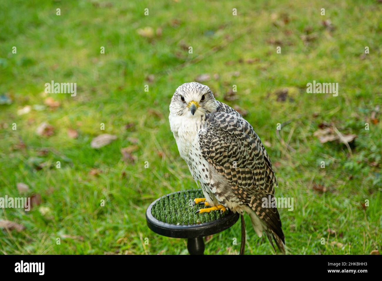 A peregrine falcon in captivity in Britain Stock Photo