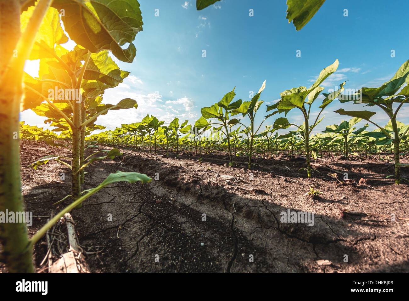 Green sunflower hires stock photography and images Alamy