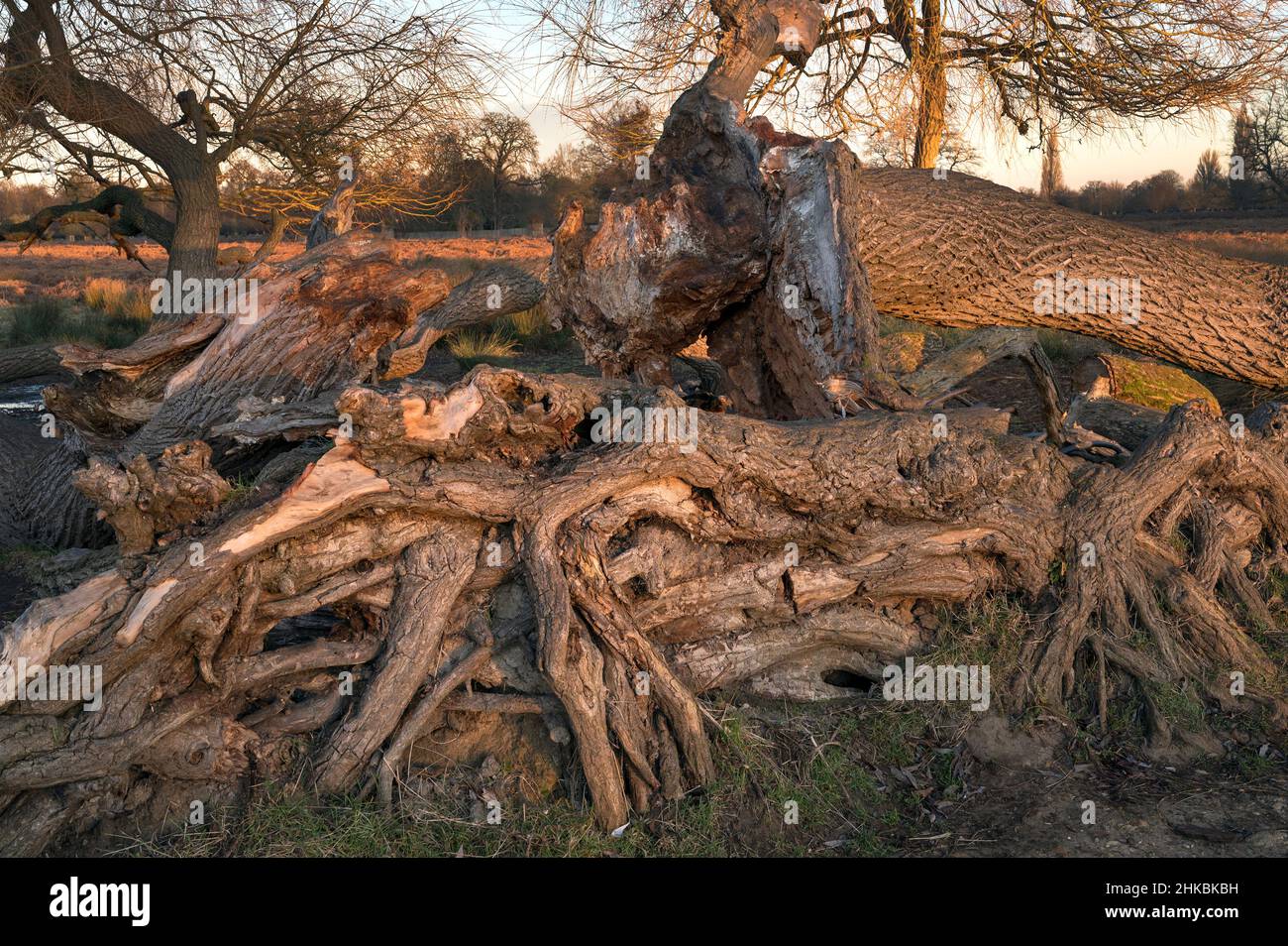 Mangled tree roots of old fallen tree left to decay Stock Photo