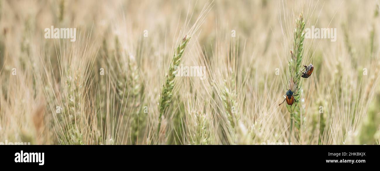 Bread Beetle eats wheat ear. Insect pest of crops Grain Beetle close-up. Selective focus with limited depth of field. Stock Photo