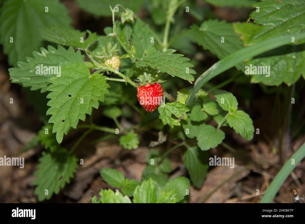 Fruits forest ripe fresh strawberries hi-res stock photography and ...