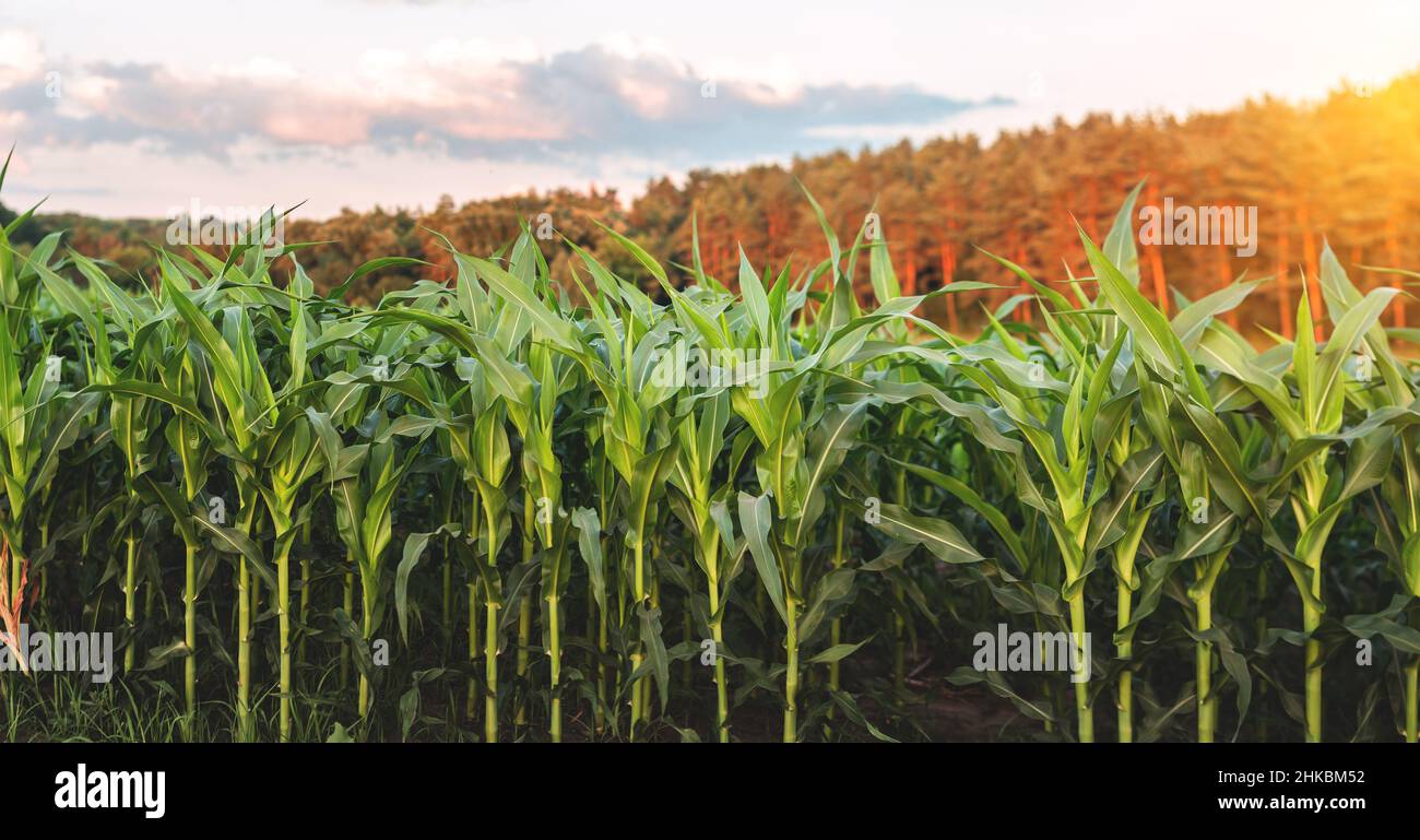 Corn agriculture. Green nature. Rural field on farm land in summer