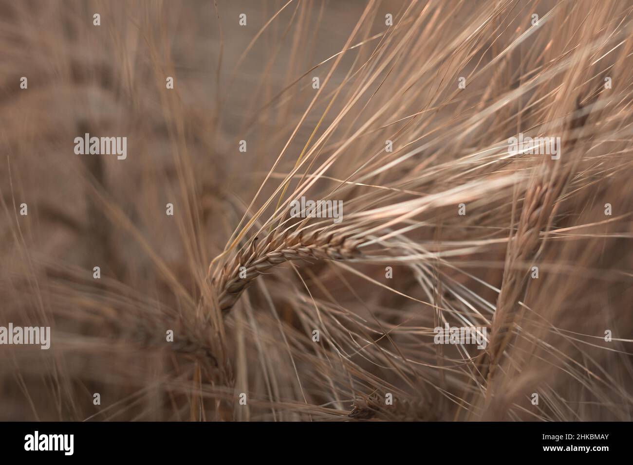Close up of rye ears, field of rye in a summer sunrise time. Harvesting period Stock Photo