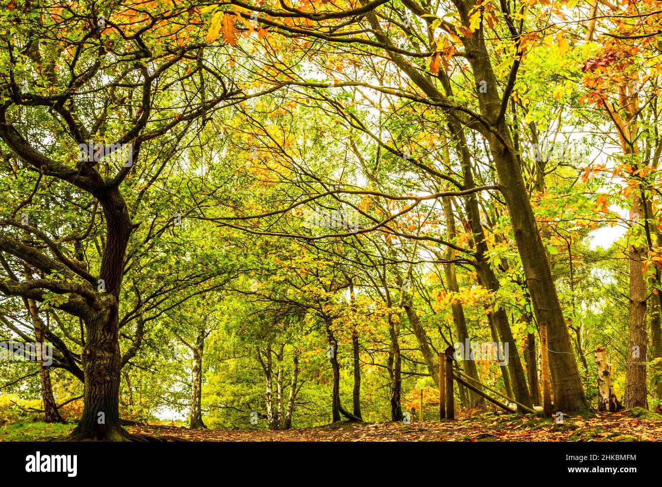Autumn leaves in the United Kingdom Stock Photo