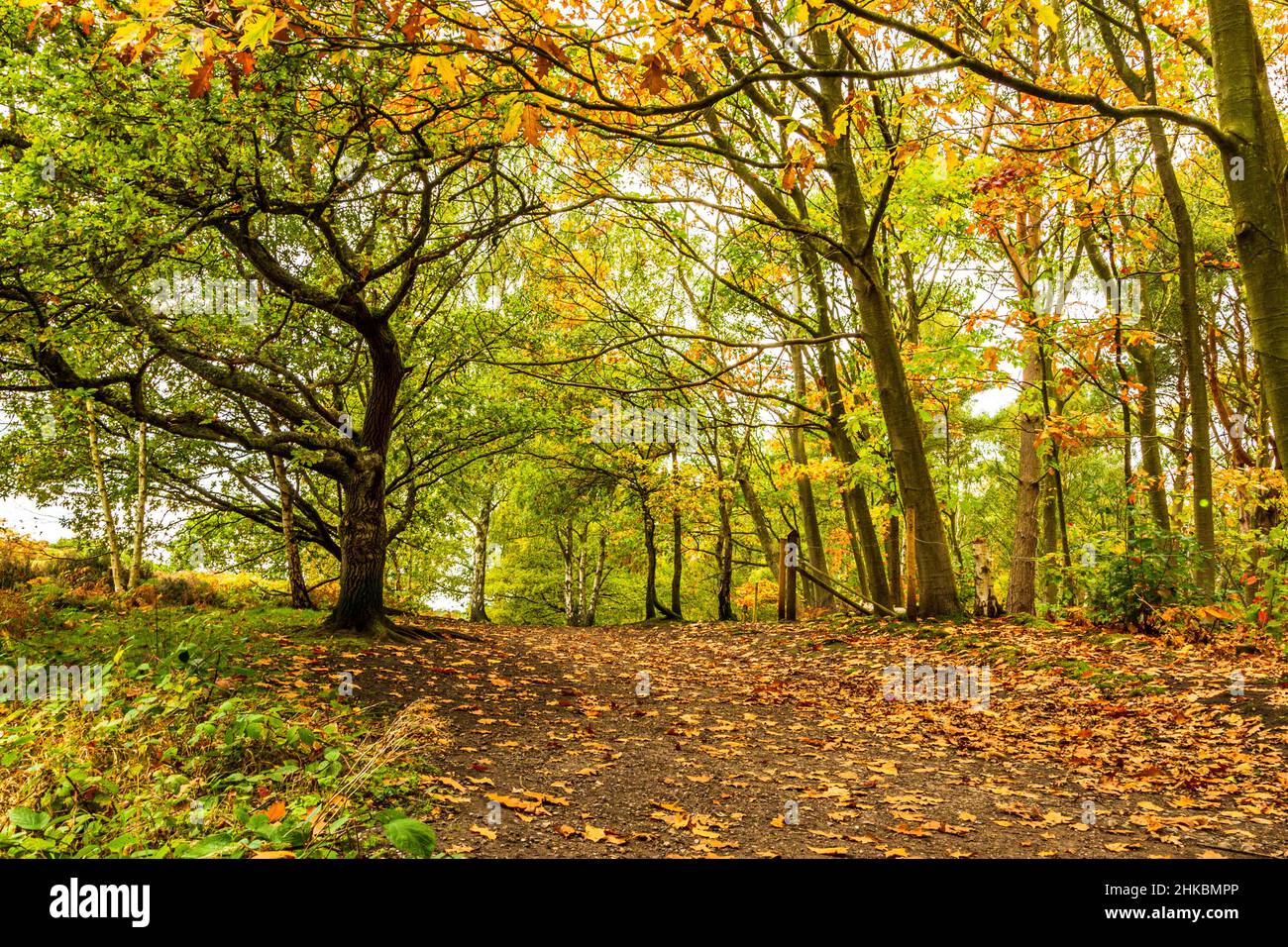 Autumn leaves in the United Kingdom Stock Photo