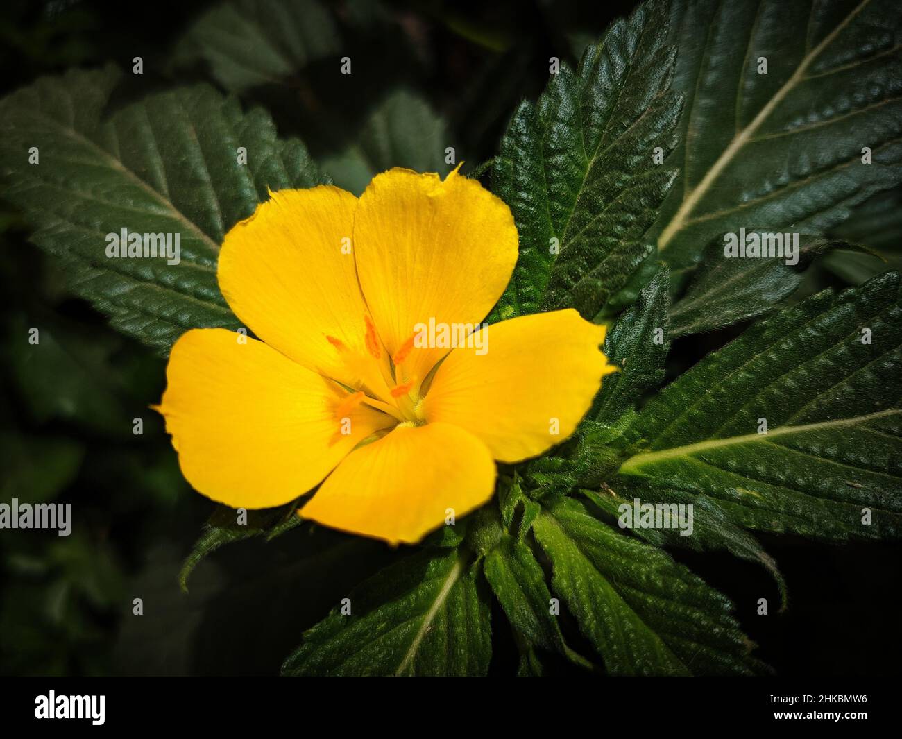 Yellow cosmos flower Stock Photo