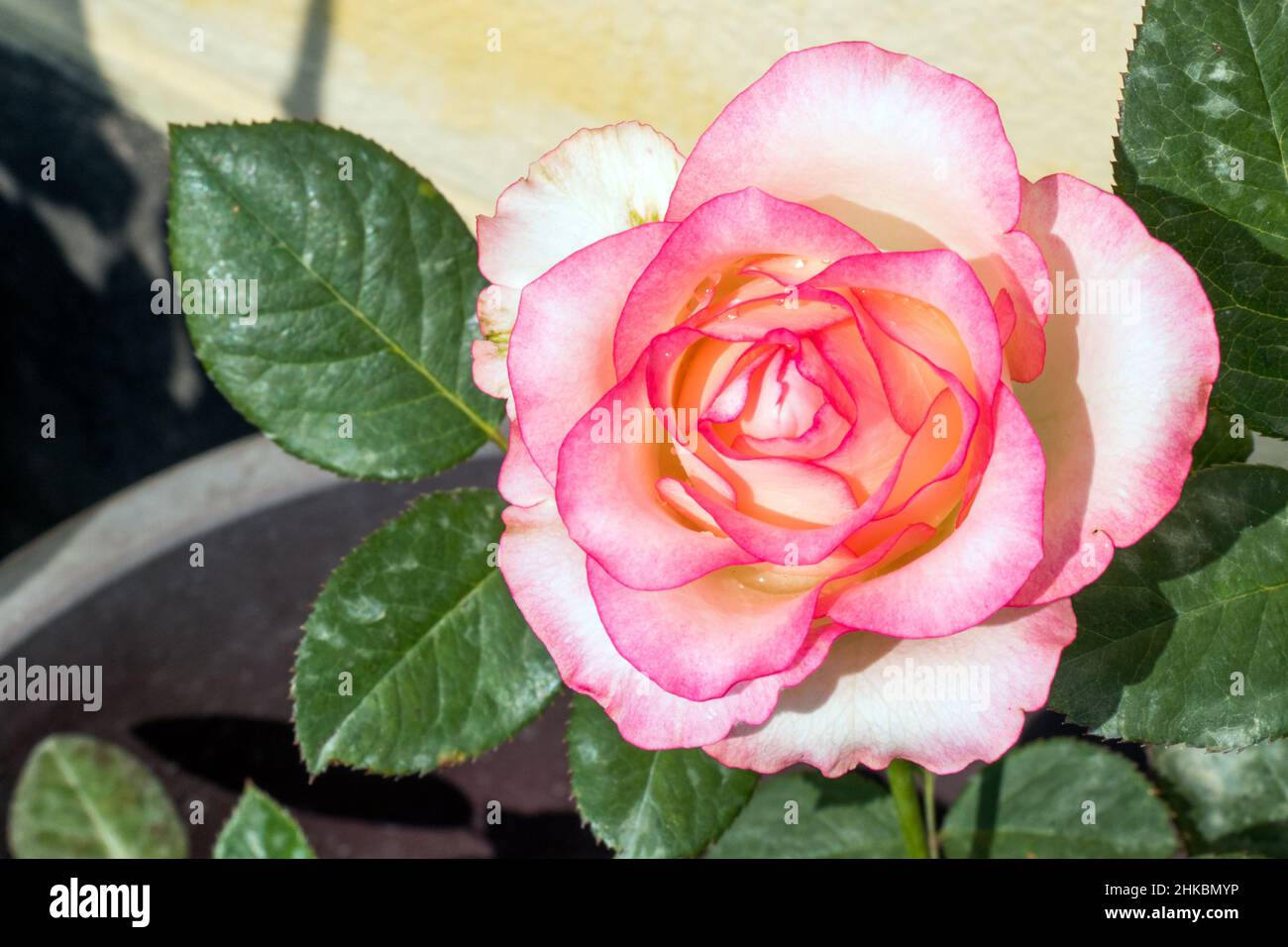 jumelia rose flower Stock Photo - Alamy