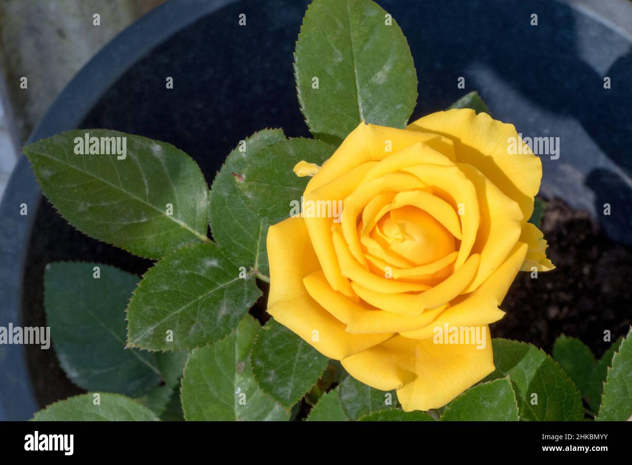 Solaire Rose Flower Stock Photo