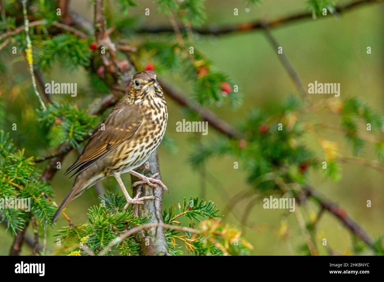 A gorgeous thrush in Highgate South Staffordshire singing his wonderful tunes Stock Photo