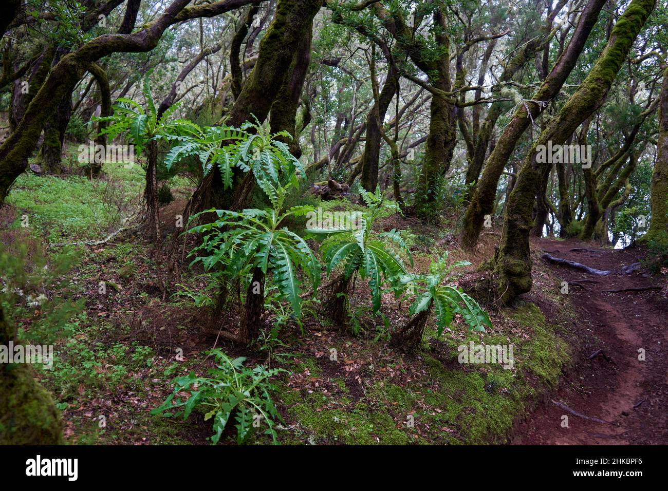 Wanderweg im Lorbeerwald bei Las Creces, Nationalpark Garajonay, La Gomera, Kanarische Inseln, Spanien Stock Photo