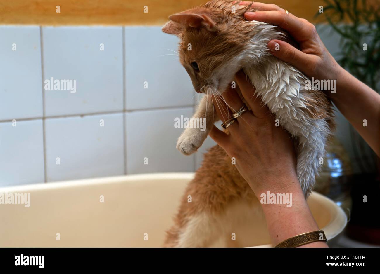 Cat being bathed in a normal bathtub Stock Photo Alamy