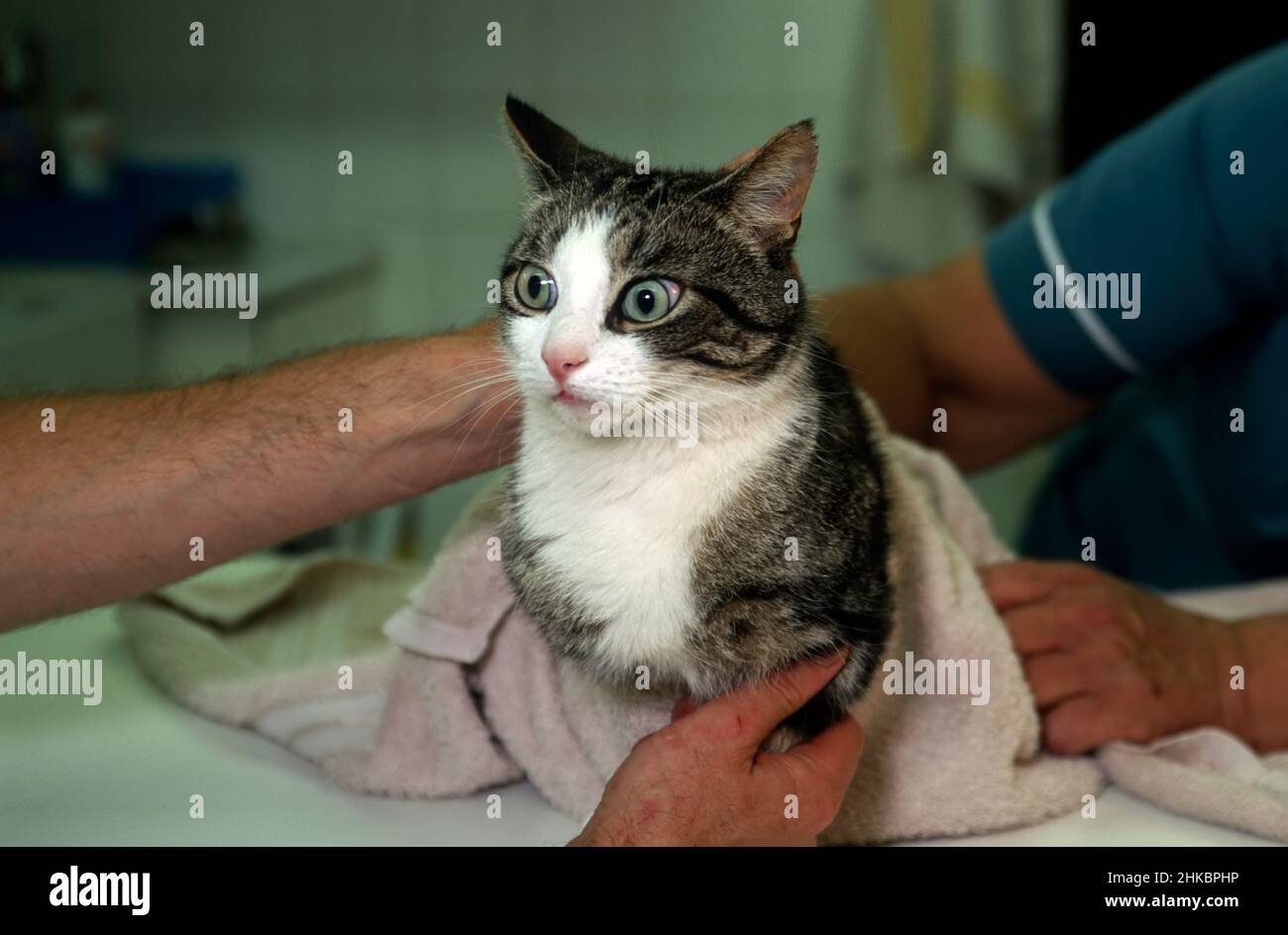 Cat being 'towelled' (to protect the vet) ahead of receiving an injection at a vet (Veterinary Surgeon) Stock Photo
