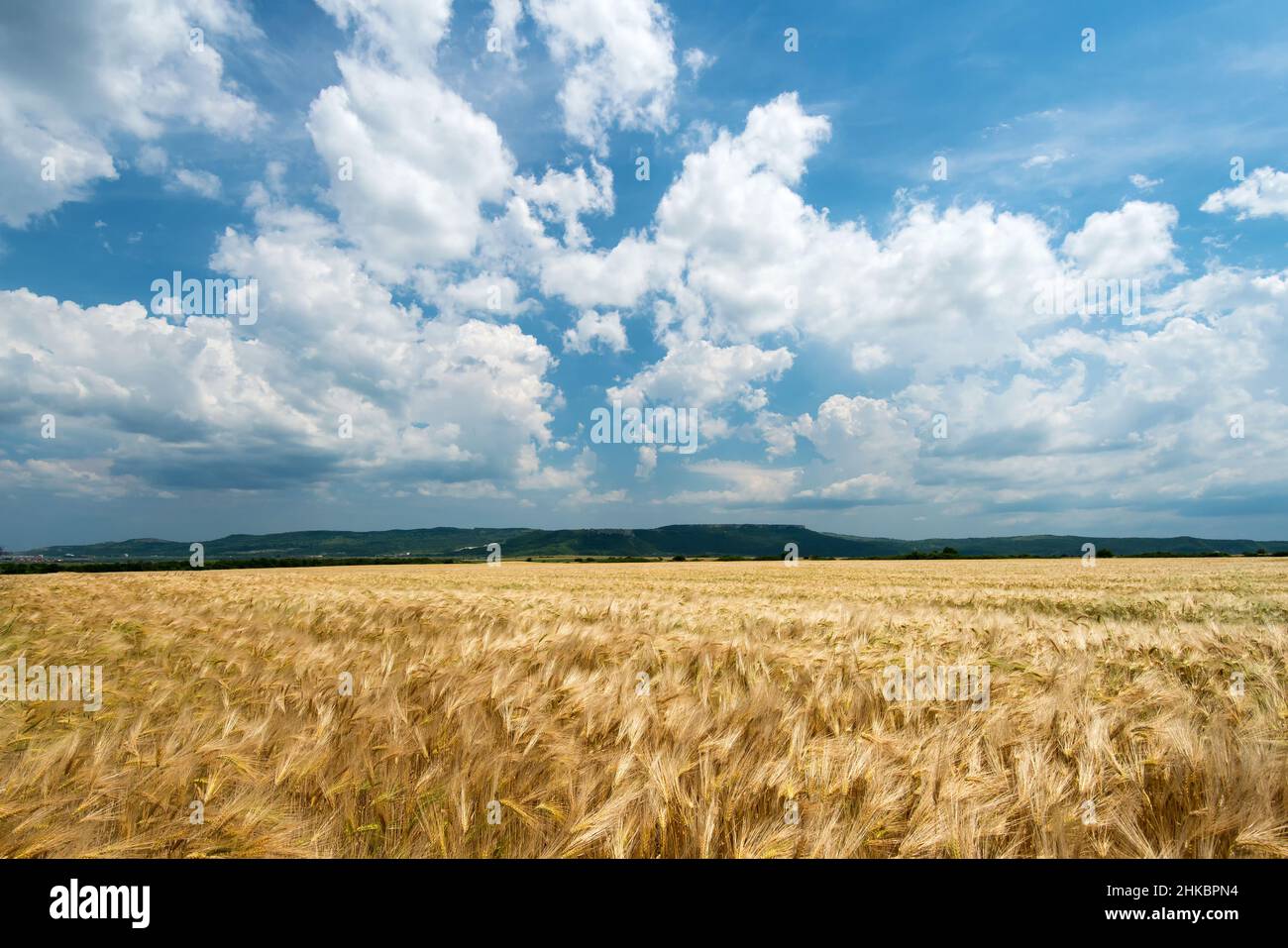 Barley grain is used for flour, barley bread, barley beer, some whiskeys, some vodkas, and animal fodder. Stock Photo