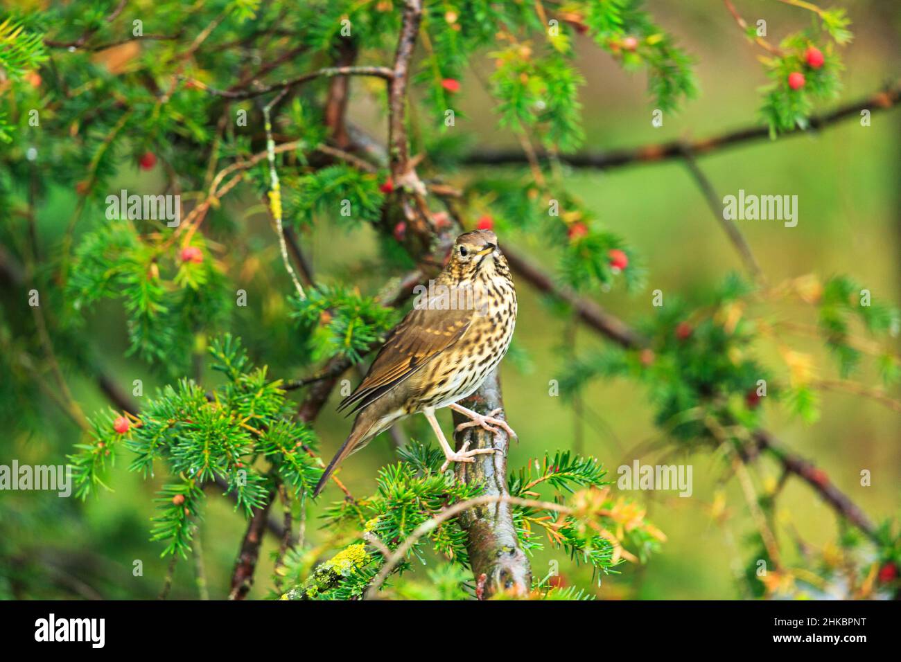 A gorgeous thrush in Highgate South Staffordshire singing his wonderful tunes Stock Photo