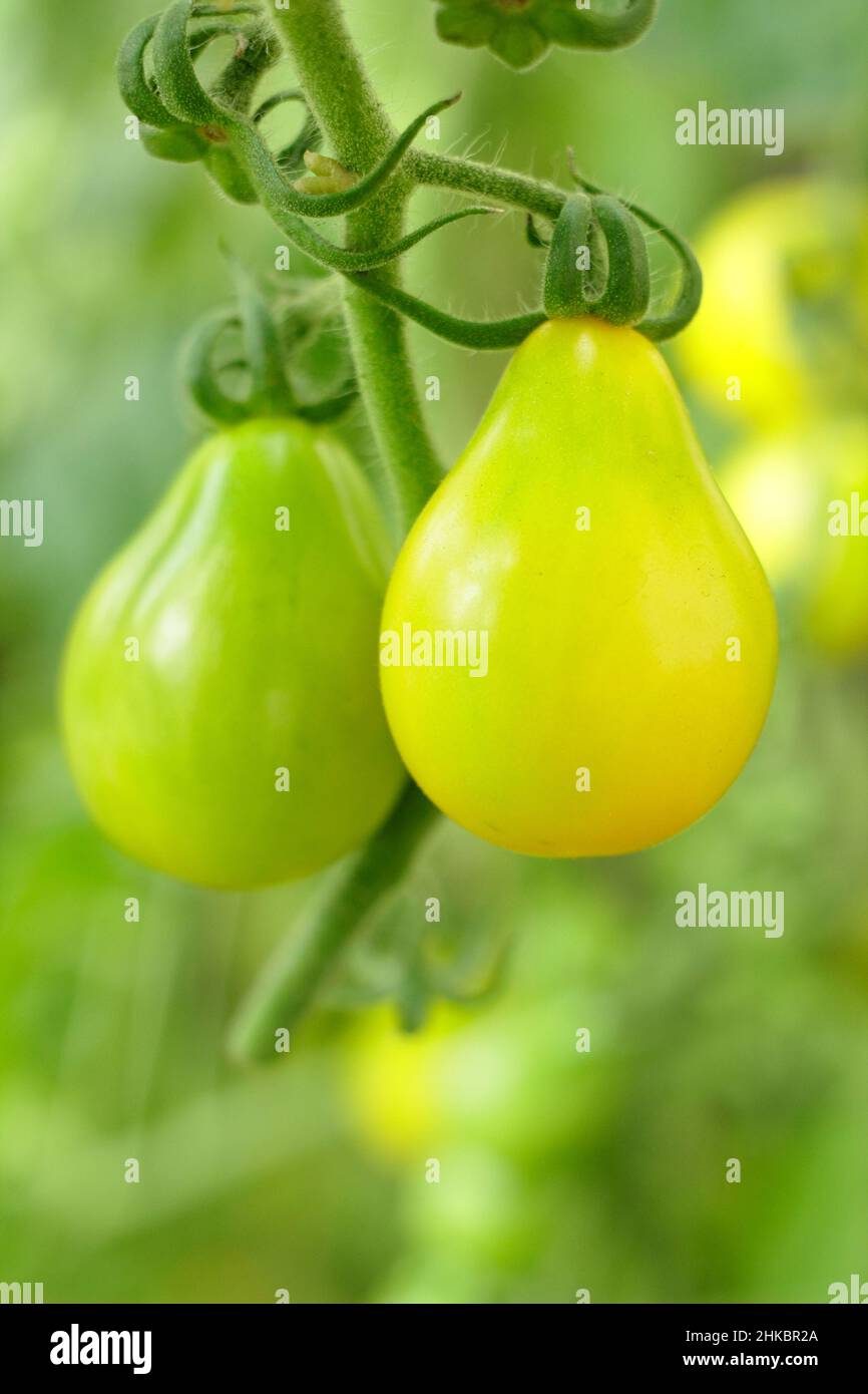 Solunum lycopersicum 'Yellow Pear' tomatoes ripening on the vine. UK Stock Photo
