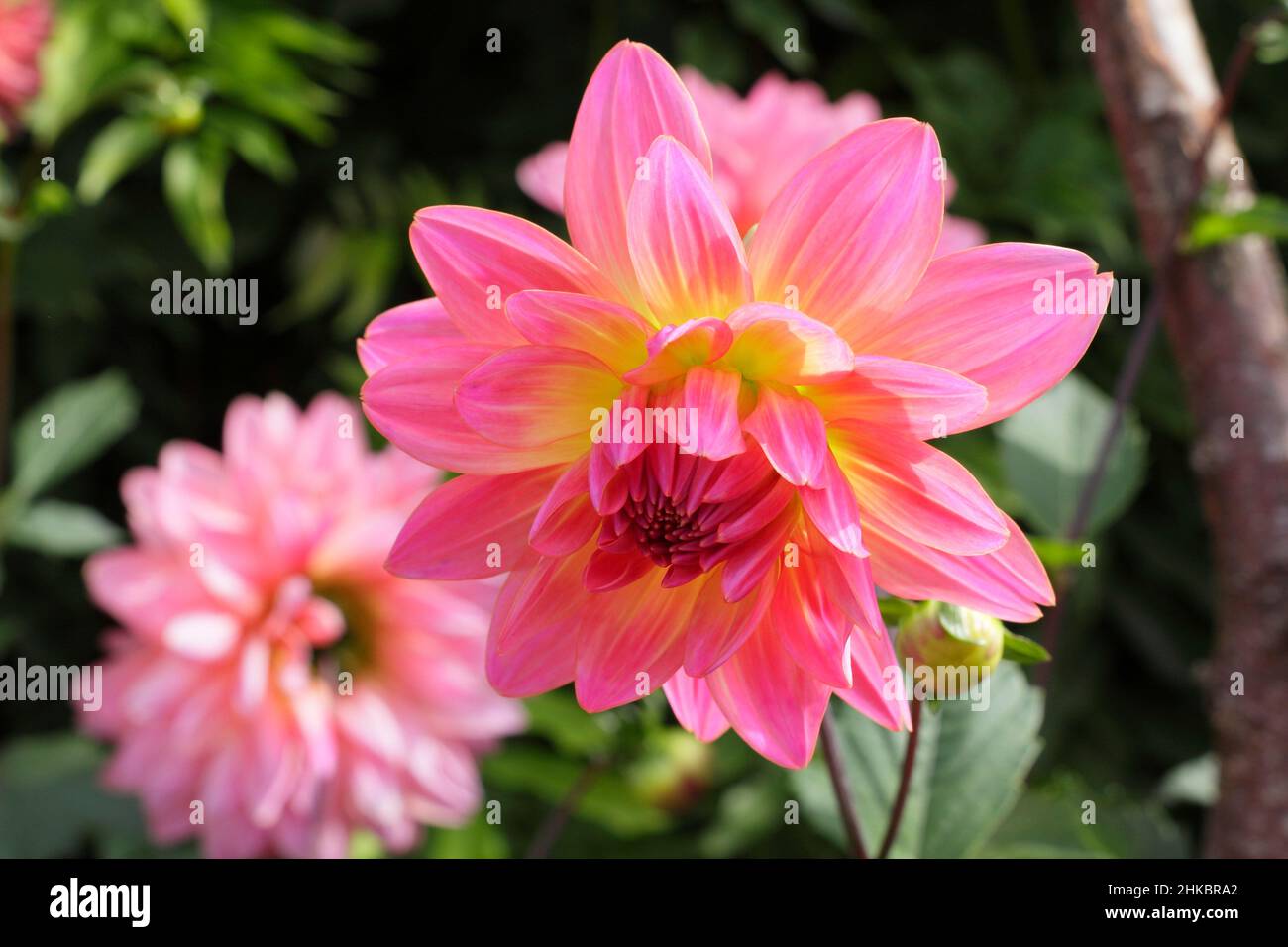 Dahlia 'Ken’s Rarity', pretty bicoloured waterlily type dahlia. UK Stock Photo