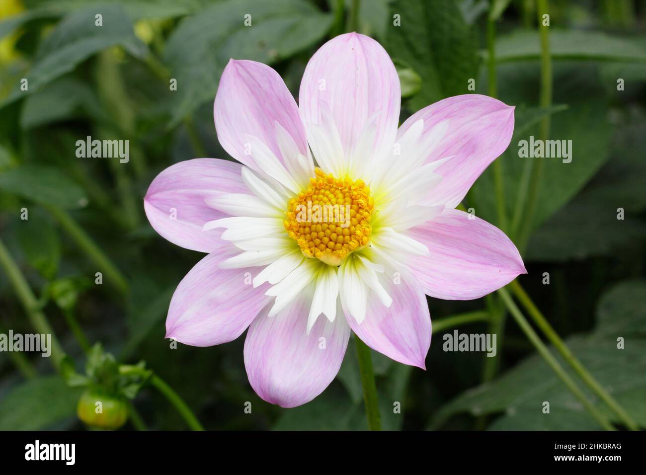Dahlia Teesbrooke Audrey, collarette dahlia flower. UK Stock Photo